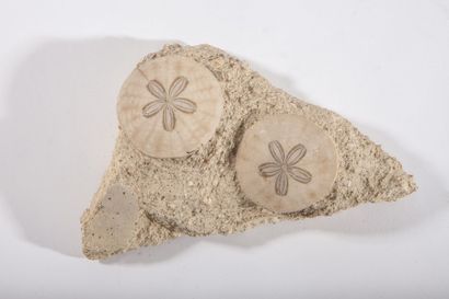 null 2 oursins fossilisés genre scutella sur gangue, Miocène, France. 20x15x5 cm...