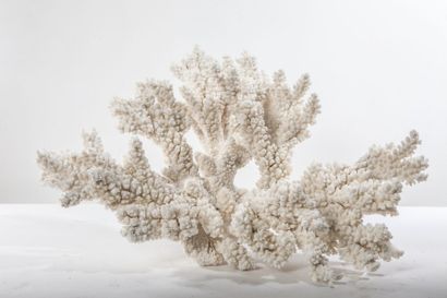 null Grosse branche de corail, Acropora nobilis. 63x42 cm.

Certificat CITES import...