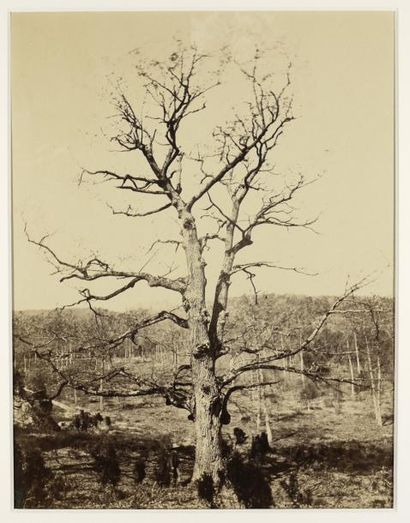École photographique de Barbizon Forêt de Fontainebleau, années 1860
Épreuve albuminée,...