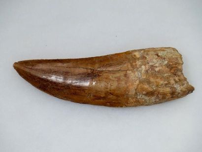 null Exceptionnelle dent de Tyranausaurus Carcarodontausaurus Africanus de 14,5cm...