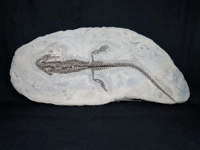 null Exceptionnel et rare fossile de Mésosaure présenté sur plaque provenant d’Amérique...