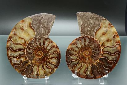null AMMONITE

Ammonite : Cleioniceras sp. du crétacé, province de Mahajunga à Madagascar....