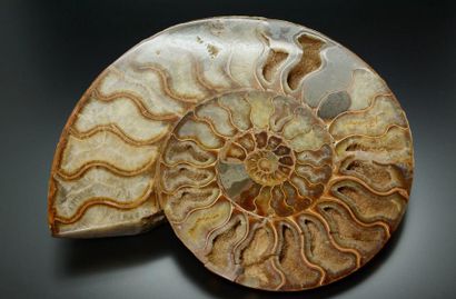 null AMMONITE

Ammonite : Cleioniceras sp. du crétacé, province de Mahajunga à Madagascar....