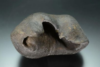 null OSSELET OREILLE INTERNE de BALEINE

Fossile 9,5x5x5cm du miocène. Rare, de Brewster,...