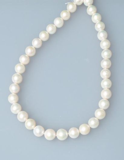 null Collier de perles de culture rondes, diamètre : 12 /13 mm, longueur : 44 cm,...