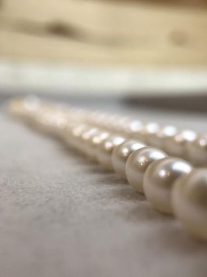 null Collier de 58 perles de culture du Japon 7,30/7,40 mm Fermoir cliquet or 32...