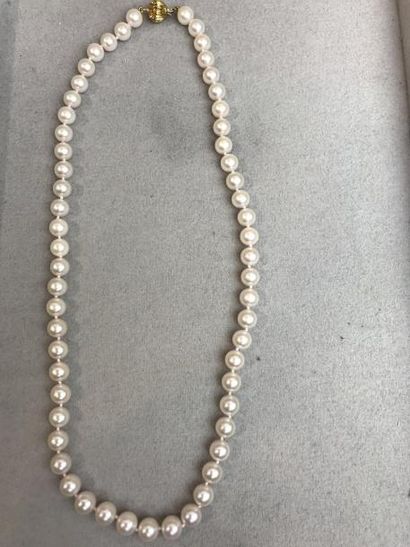 null Collier de 58 perles de culture du Japon 7,30/7,40 mm Fermoir cliquet or 32...