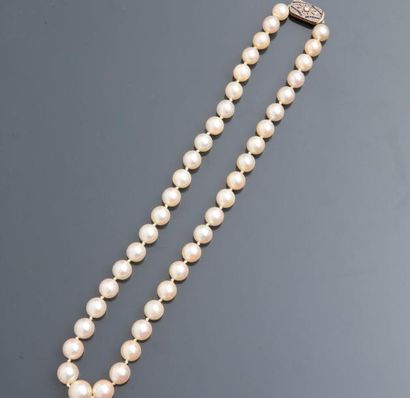 null Collier "chocker "de perles de culture , fermoir en or 750MM orné de roses et...