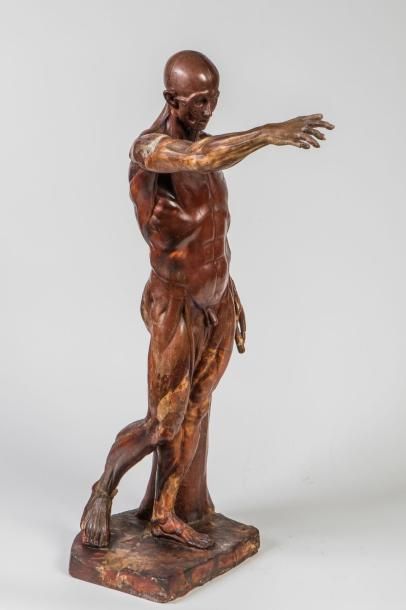 null Jean Antoine HOUDON (1741-1828) d'après- Etrange écorché en cire. Cette représentation...