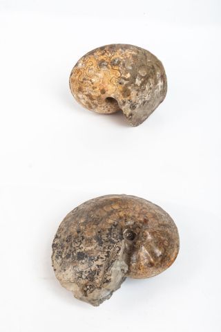 null Deux ammonites : Chauffaticeras du crétacé du Maroc