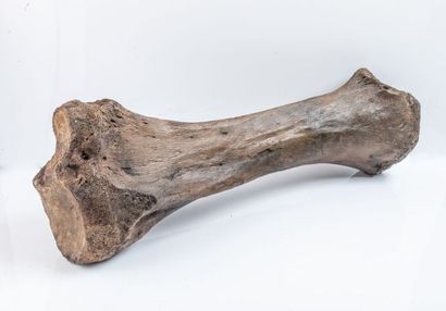 null Os de Mammouth, pléistocène de la Mer du Nord, 70x15x12cm