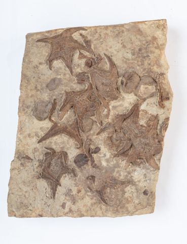 null Etoile de mer : Betelgeusia orientalis, la plus grande mesure 13cm datant du...