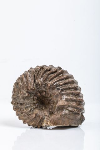 null Ammonite : Douvilleiceras sp. de l’albien (crétacé inf.). De la carrière de...