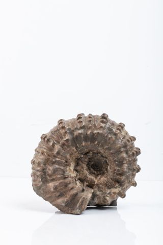 null Ammonite : Douvilleiceras sp. de l’albien (crétacé inf.). De la carrière de...