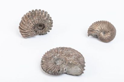 null Trois ammonites de la carrière de Courcelles dans l’Aube. Un gisement classique...