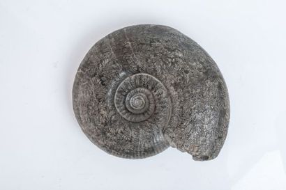 null Ammonite de la Somme. Spécimen 18x17cm