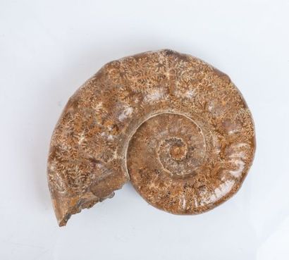 null Ammonite du Callovien de Madagascar, polie en surface. 25x20cm