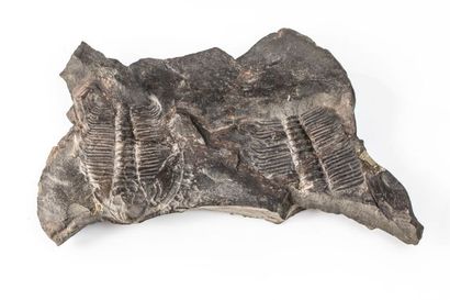 null Plaque 23x12cm avec deux trilobites : Paradoxides Bohemicus du cambrien en Tchéquie....