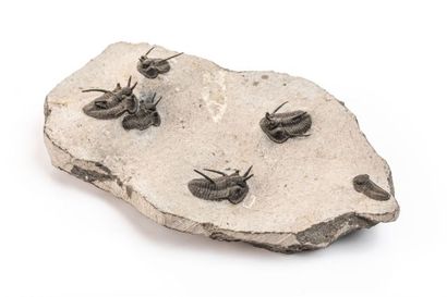 null Six trilobites : Otarion sp. De la région de Tazarine au Maroc, sur une plaque...