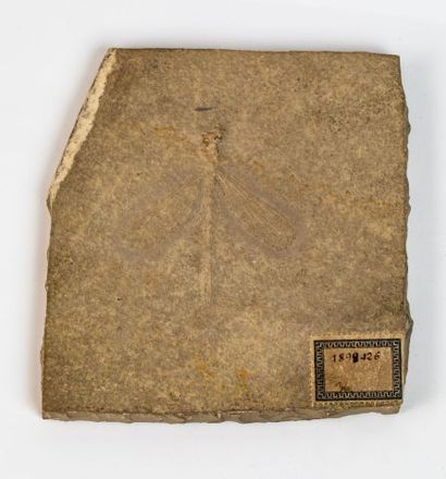 null Une libellule fossile au milieu d’une plaque 10x10cm du fameux gisement de Solhenhoffen...
