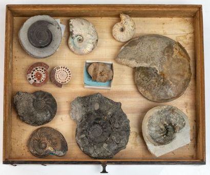 null Un tiroir avec 11 ammonites
