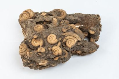 null Un joli bloc d’une brèche d’ammonites de25x18cm. De Schlaifhausen en Allemagne...