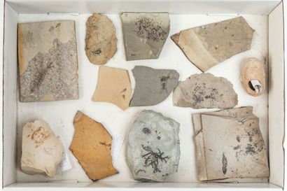 null Un tiroir avec 11 insectes fossiles et crinoïde de diverses provenances