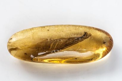 null Il s’agit d’une plume dans un ambre 7x2,6cm de Santander en Colombie. Cet ambre...