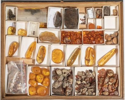 null Un tiroir avec nombreux spécimens d’ambres avec inclusions d’insectes de diverses...