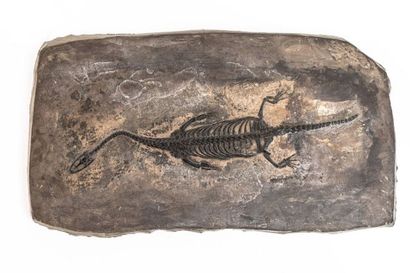 null REPTILE SUR UNE PLAQUE 26,5x15cm :Kuechousaurus Hugi sp. du trias de Guizhou...