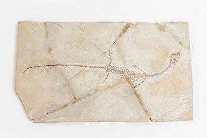 null Reptile sur une plaque 16,5x9,5cm de Chine, légères restaurations