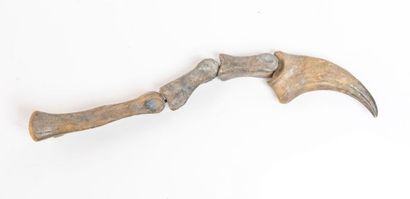 null Griffe 35cm de long d’un Carcharotontausaurus (Moulage)