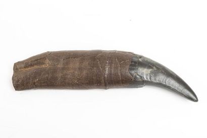 null Griffe 27cm de long d’un T’Rex (Moulage)