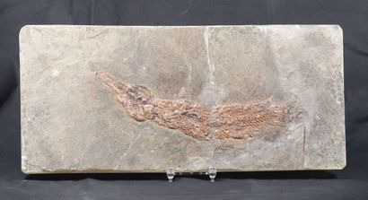 null Atractosteus straussi
Age : Eocène
Provenance : Messel , Allemagne
Taille de...
