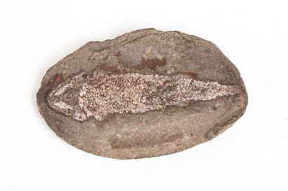 null Poisson fossile : Paleoniscus freiberi. Du dévonien du Wurtemberg en Allemagne....