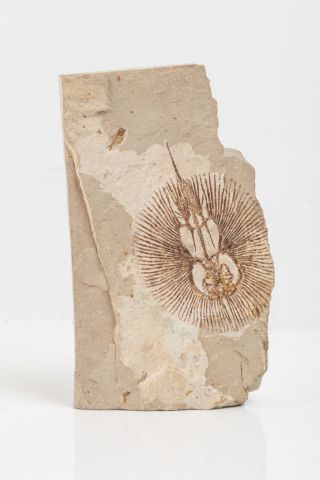 null Raie fossile du Liban sur une plaque de calcaire 18x10cm