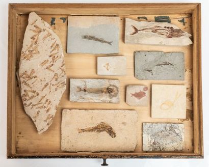 null Un tiroir de 10 poissons fossiles divers dont un spécimen de Monte Bolca en...