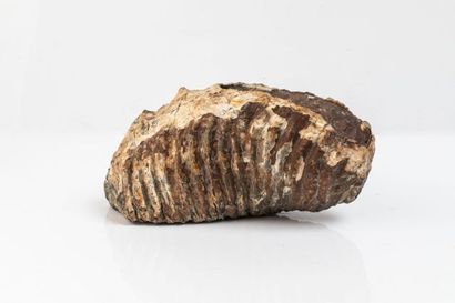 null Dent de Mammouth 24x11cm, de la Mer du nord, pléistocène, fêlée légèrement au...