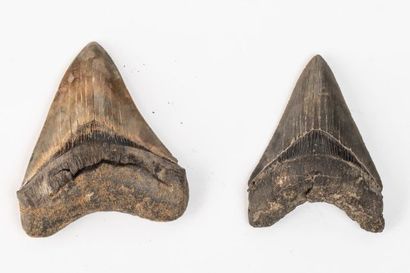 null Deux dents de requin de carcharodon