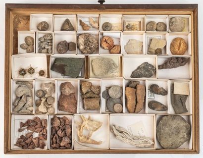 null Un tiroir avec un lot de fossiles divers