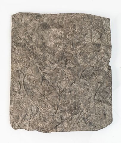 null Crinoïdes, plaque 30x36cm de : Thaumatocrinus du trias de la province de Guizhou...