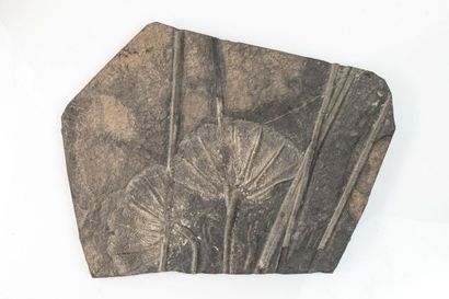 null Crinoïdes Thaumatocrinus du trias en Chine, plaque 50x40cm