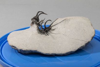 null TRILOBITE : CERATARGES
Trilobite du dévonien de 5x5x3cm, retrouvé dans la région...