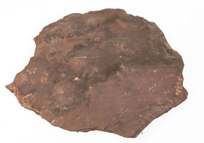 null Traces de pas de Sauropodes de Lodève du permien sur une plaque, 43x53cm