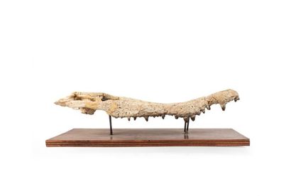 null Mâchoire supérieure 63cm de long et 30cm dans la plus grande largeur d’un Crocodilus...