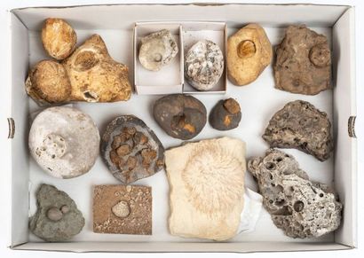 null Un lot de Cystolithe, Lobolithe, Crinoïde, Oursins et divers autres fossile...