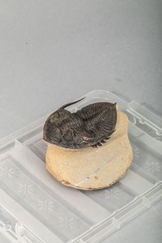 null TRILOBITE : ODONTOCHILE
Trilobite du dévonien de 8x6cm, retrouvé dans la région...