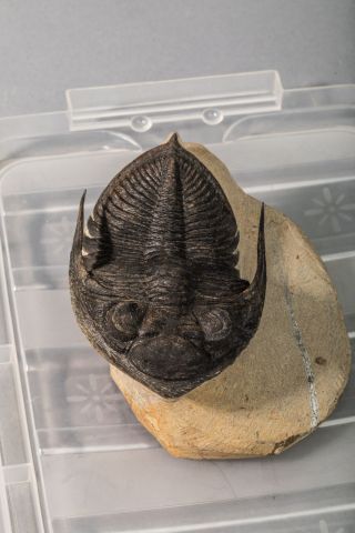 null TRILOBITE : ODONTOCHILE
Trilobite du dévonien de 8x6cm, retrouvé dans la région...