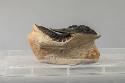 null TRILOBITE : ODONTOCHILE
Trilobite du dévonien de 8x6cm, retrouvé dans la région...