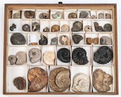 null Un tiroir d’ammonites diverses, bien sélectionnées, dont ammonite noire : Puichellia...